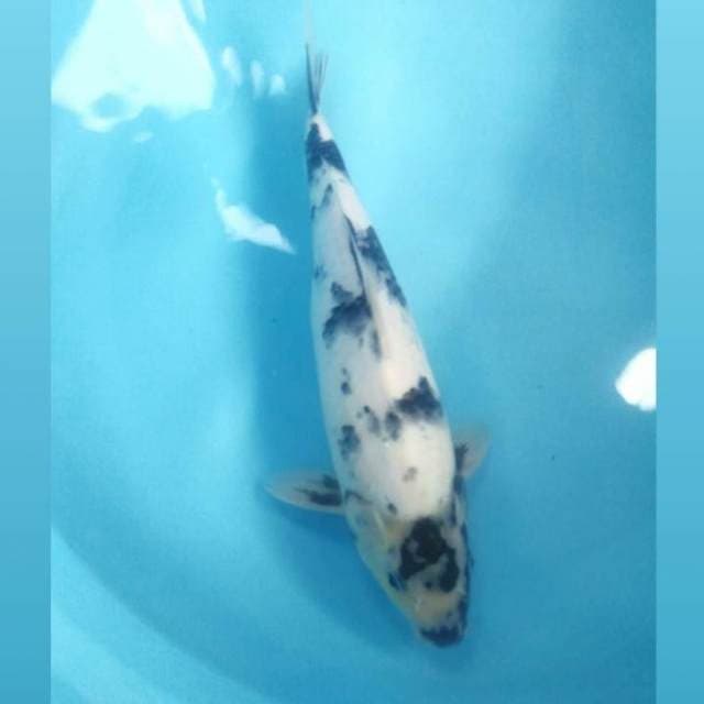 Shiro, male 37 cm