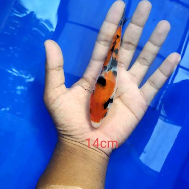 Sanke14cm