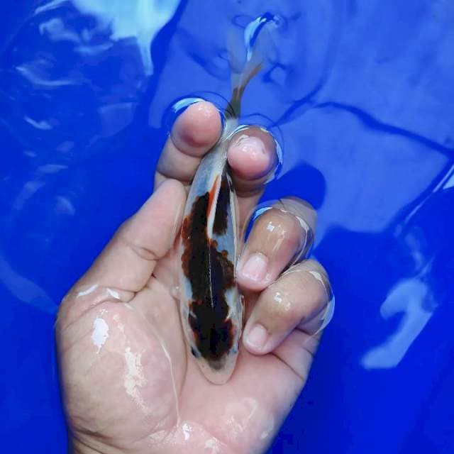 Budogoromo15cm