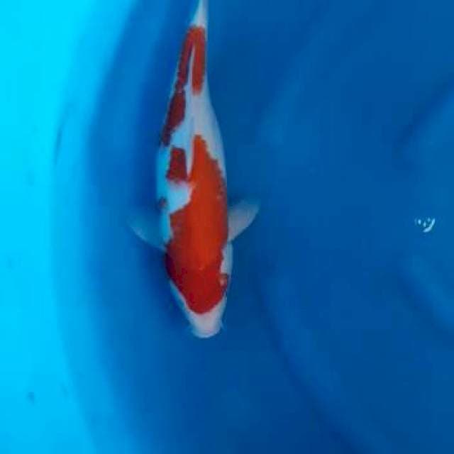 Kohaku gendut