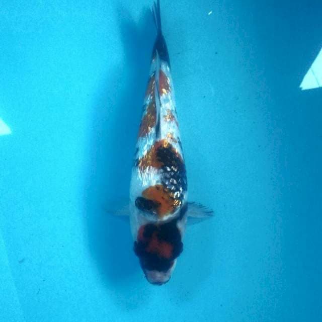 Showa Ginrin, 25 cm