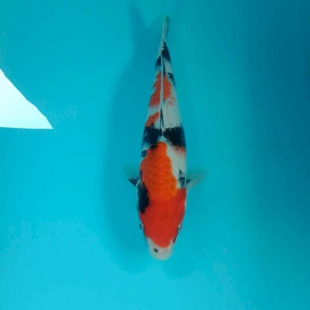 Showa, 26 cm