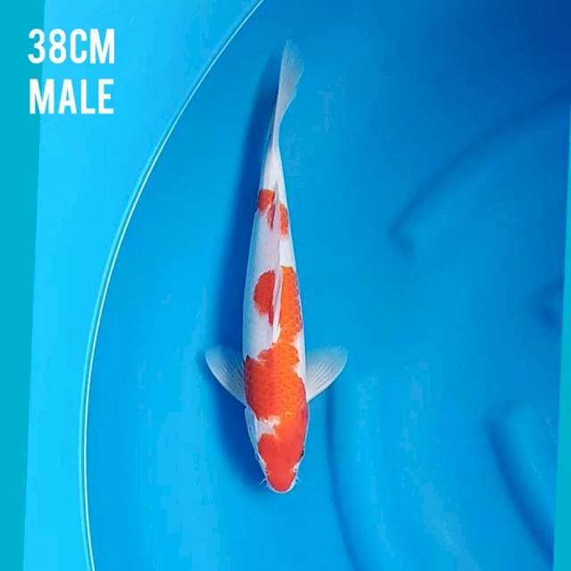 Kohaku 38cm