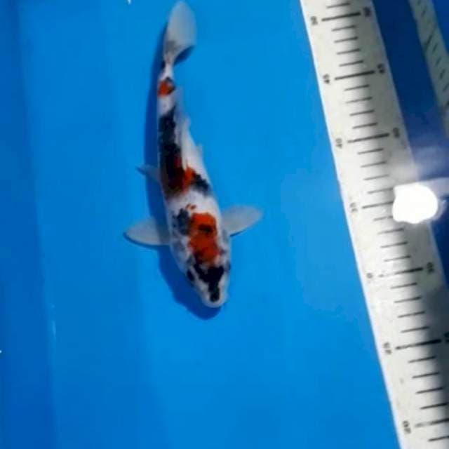 SHOWA 23 CM