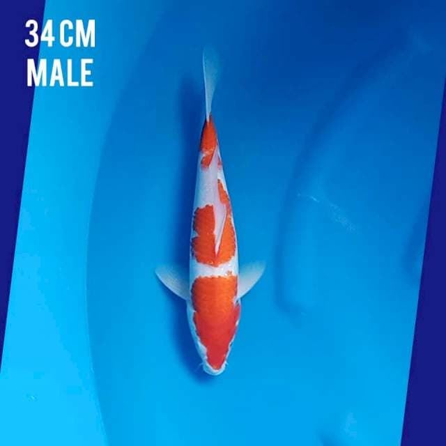 Kohaku 34cm
