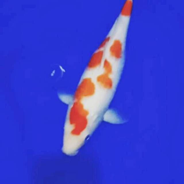 Kohaku f1 33 cm