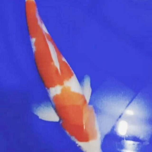 Kohaku f1 33 cm step 2
