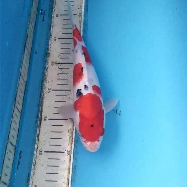 Sanke 26cm
