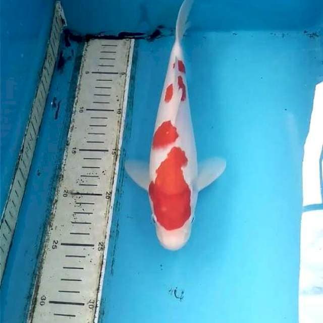 Kohaku 27cm