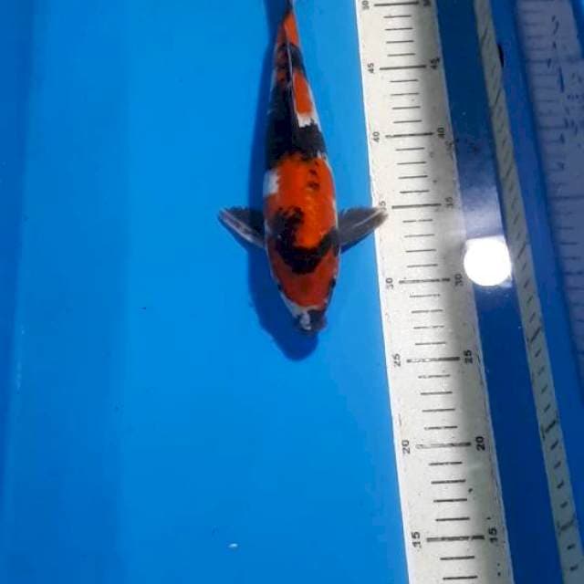 SHOWA 27 CM