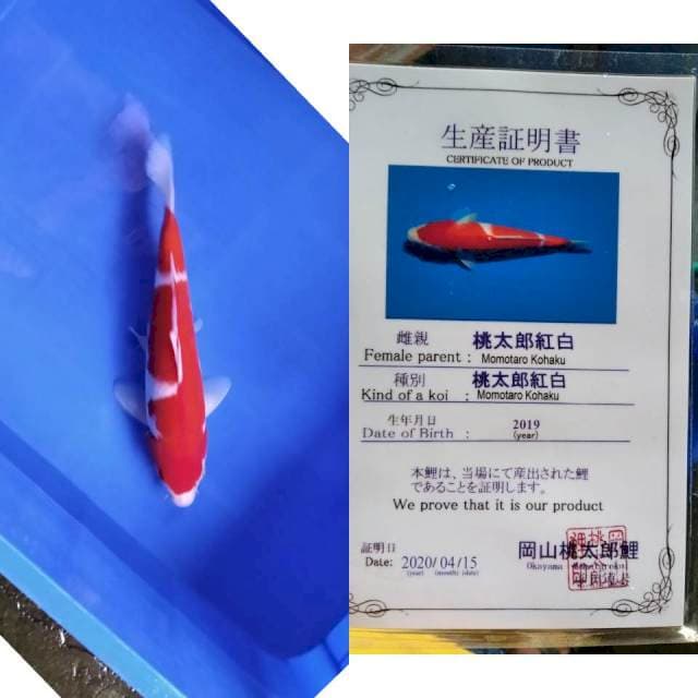 Kohaku momotaro serti