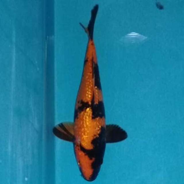Berlian tumpah - Ginrin Hi Utshuri