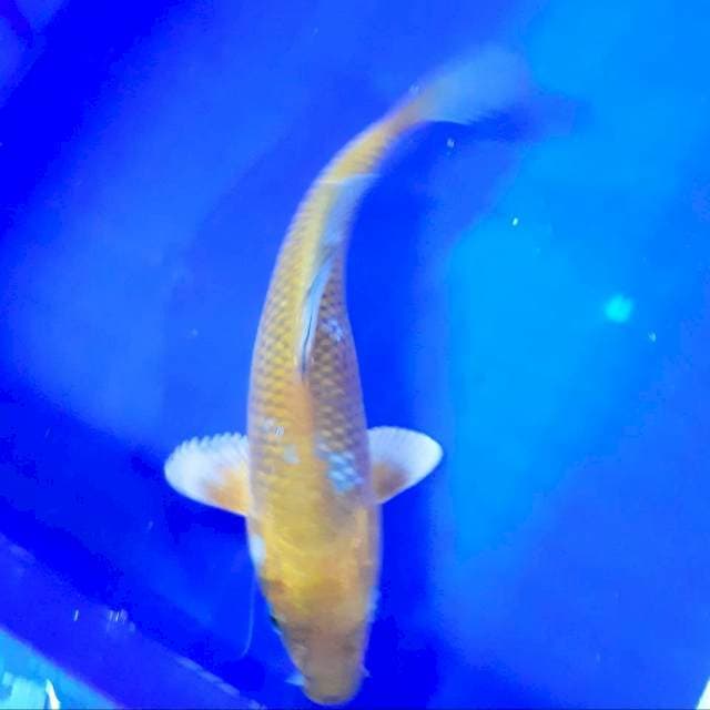 Ociba 26 cm