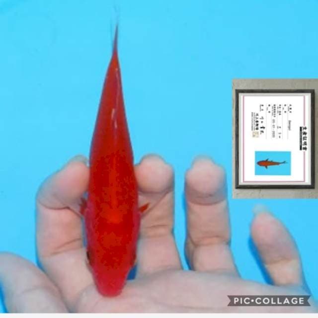 asep (benigoi merah darah 15cm import)