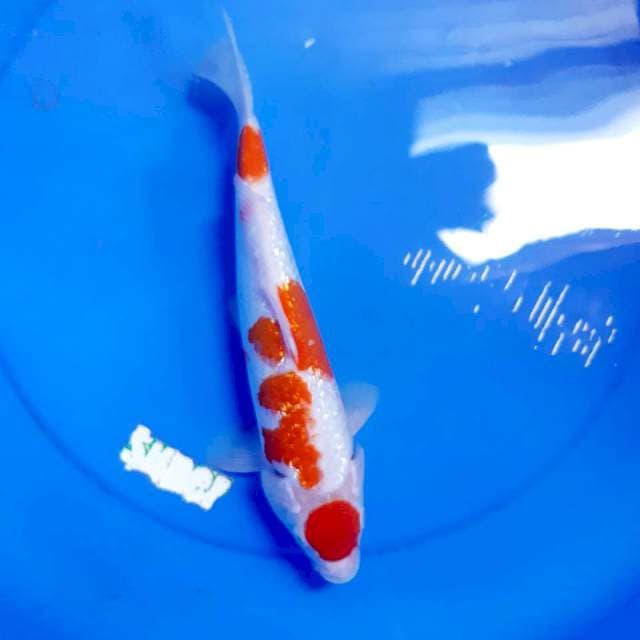 Maruten kohaku gindrin 32cm