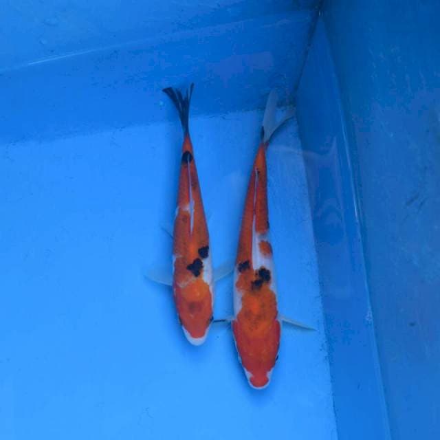Duo Sanke F1