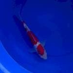 Kohaku 