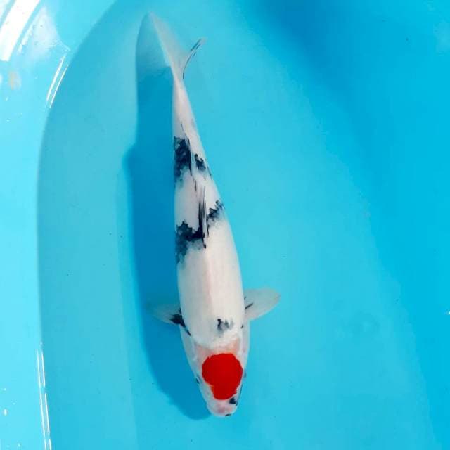 Tancho showa 37 cm