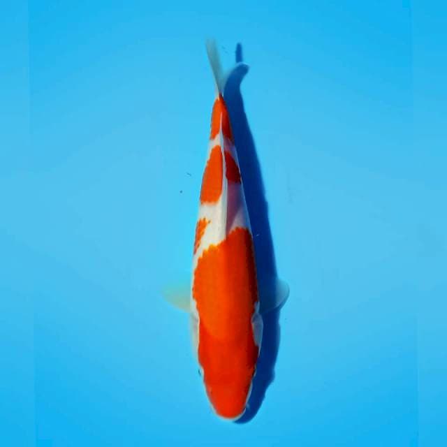 YONDAN KOHAKU 26 CM