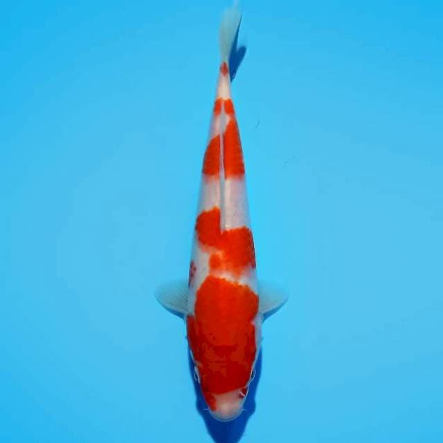 KOHAKU 22CM