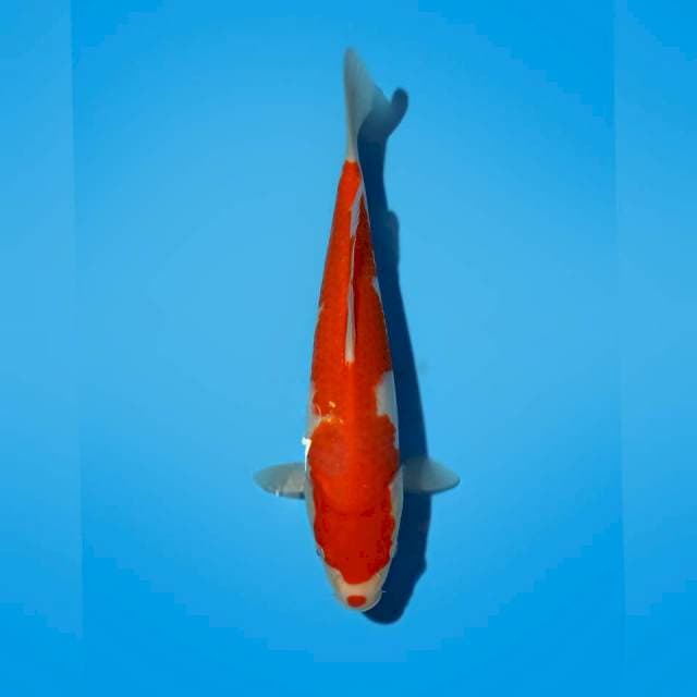 KOHAKU KUCHIBENI 31 CM
