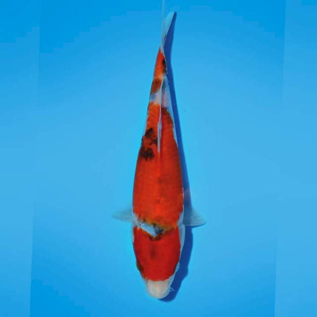 SANKE TATEGOI 25 CM