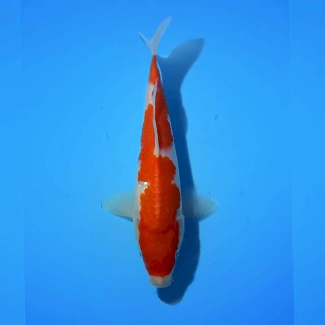 KOHAKU 24 CM