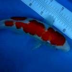 Kohaku 35cm