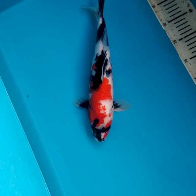Grade Showa Male 35cm 