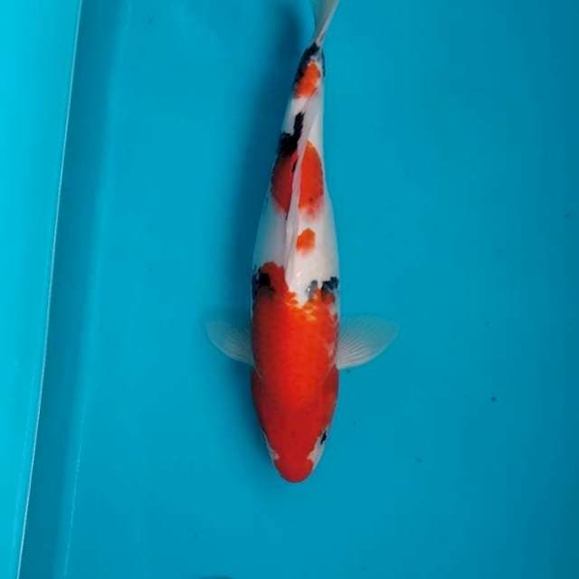 Female Tategoi Showa 34cm