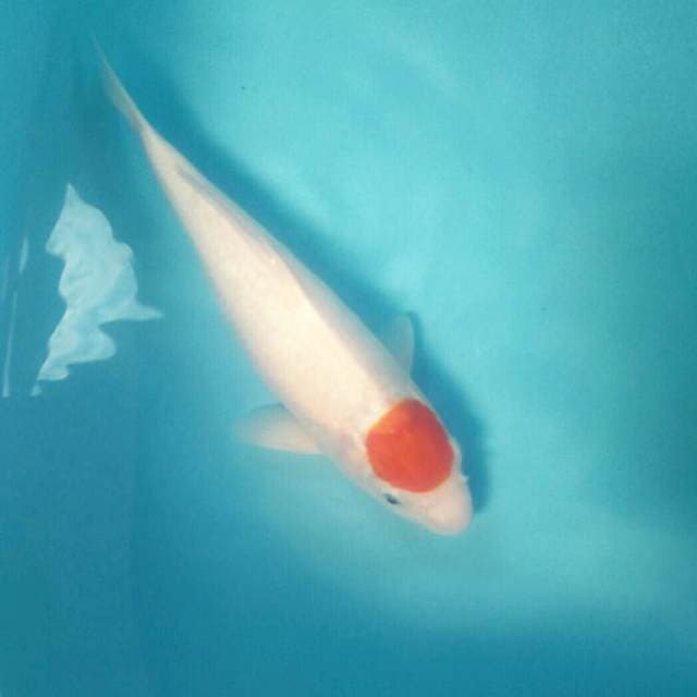 Tancho Kohaku, 35 cm