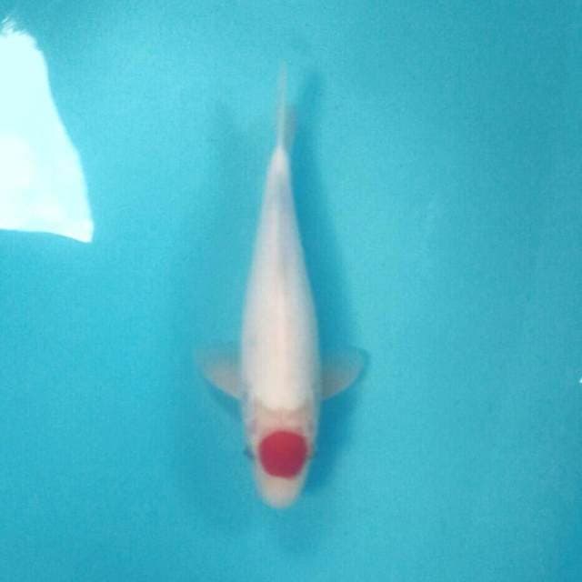 Tancho kohaku, male 31 cm