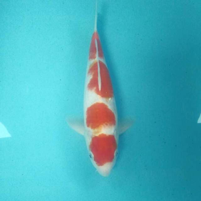 Kohaku, male 30 cm