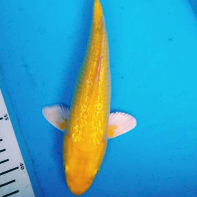 GINRIN KARASI