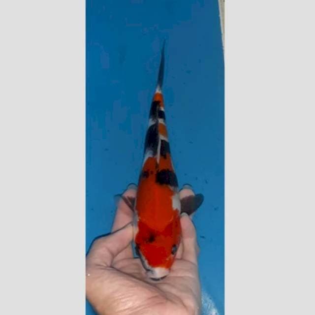 obral ob 0