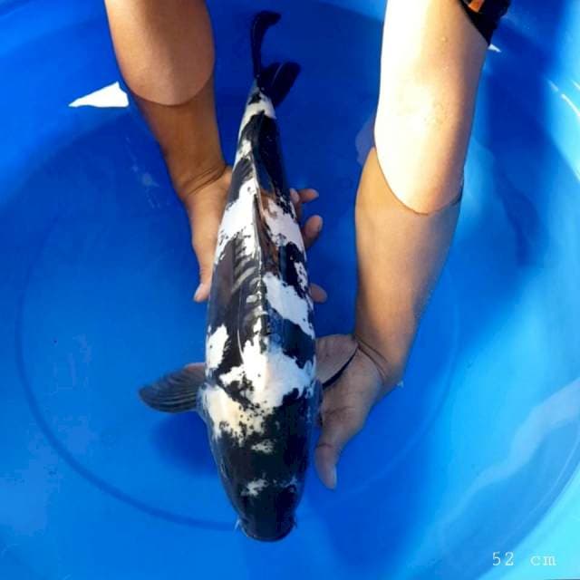 Doitsu shiro 52 cm