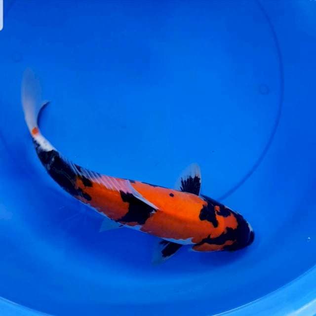 Doitsu showa 40 cm