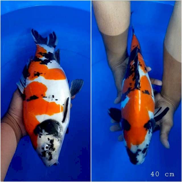 Showa doitsu 40 cm