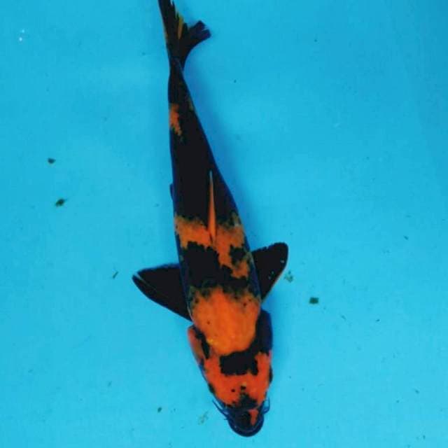Hi UTSURI
