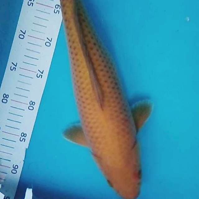 Penjinak cagoi bulky 45 bu