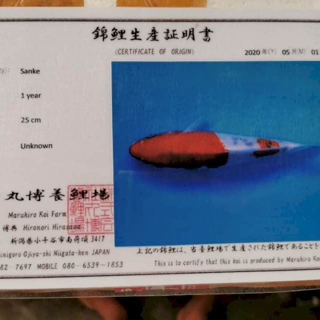 Sanke import super 25cm
