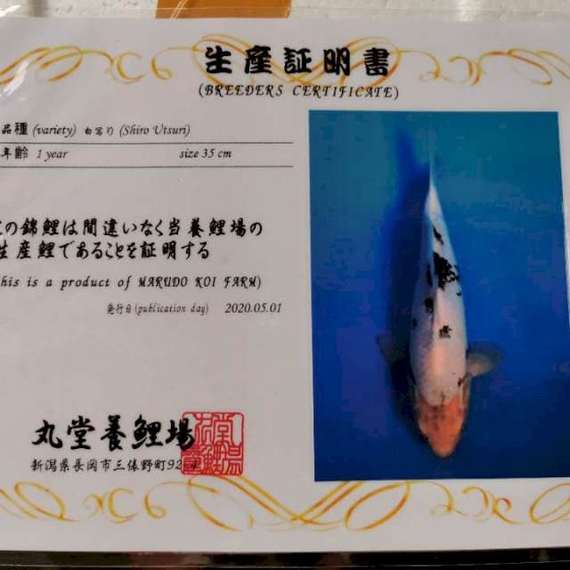 Shiro Utsuri Calon Jumbo ukuran 38cm