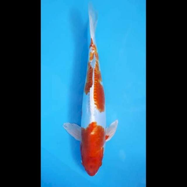 Kikushui import 37 cm serti