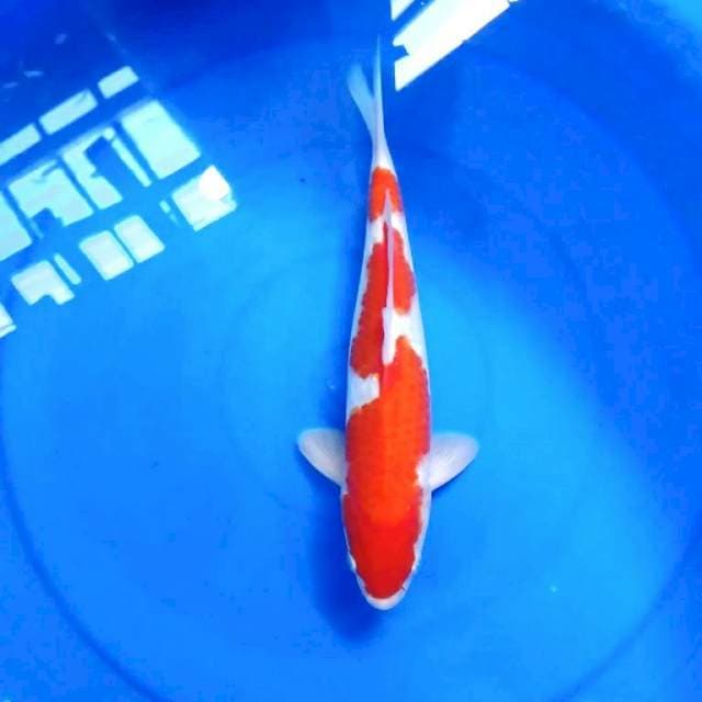 KOHAKU INAZUMA MAGAK 30 CM MALE