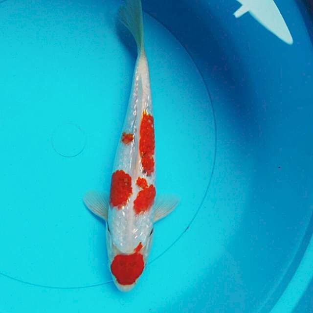 Maruten kohaku ginrin male