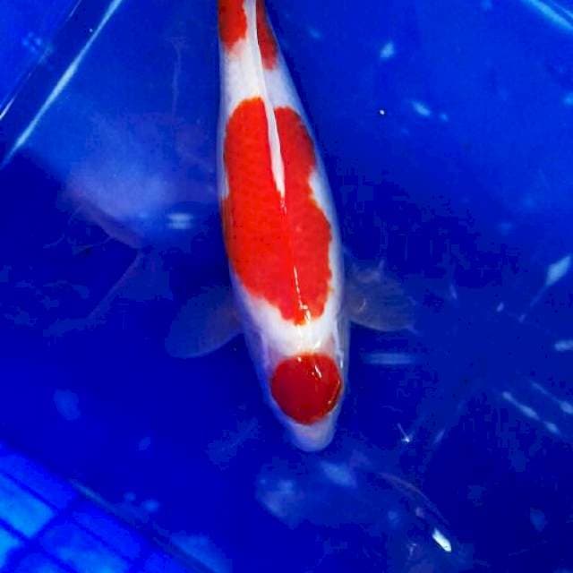 kohaku merah .sirip.ekor dada lebar