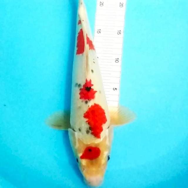 Goshiki 35cm