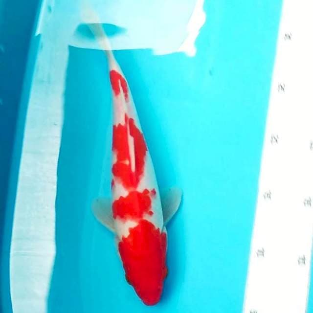 Kohaku 27cm