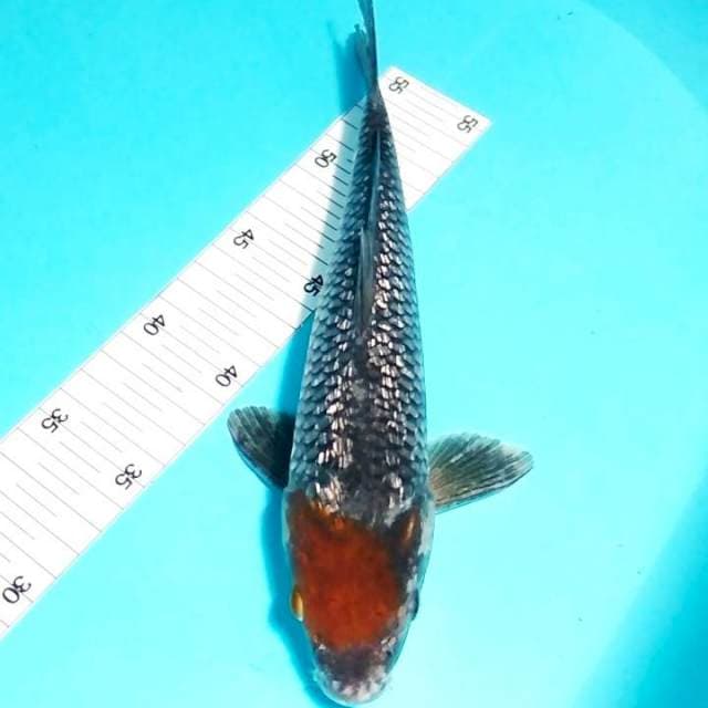 Ochiba ginrin 29cm