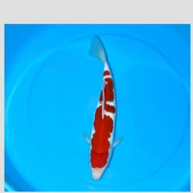 best kohaku on breeder koi 🤭